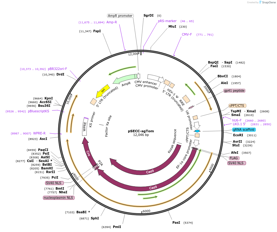 138661-plasmid-map-sequence-id-273699