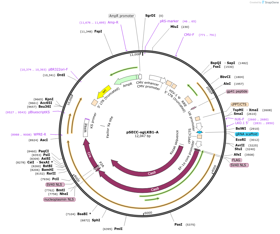 138663-plasmid-map-sequence-id-273705