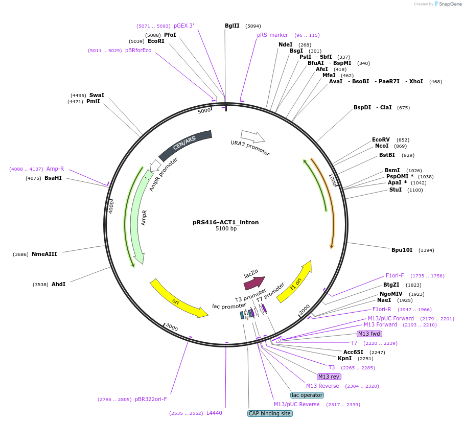 127602-plasmid-map-sequence-id-273734