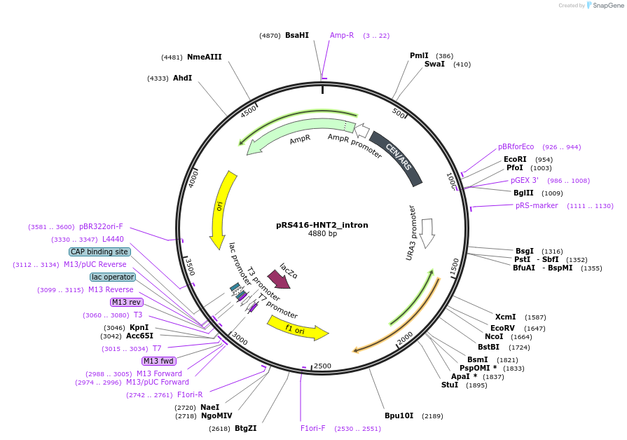 127603-plasmid-map-sequence-id-273737