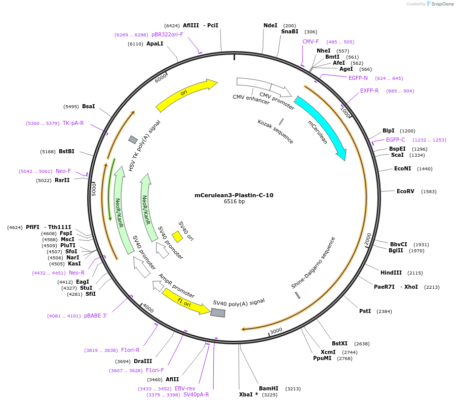 55438-plasmid-map-sequence-id-273739