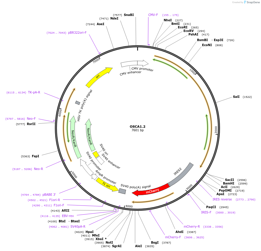 136593-plasmid-map-sequence-id-273740