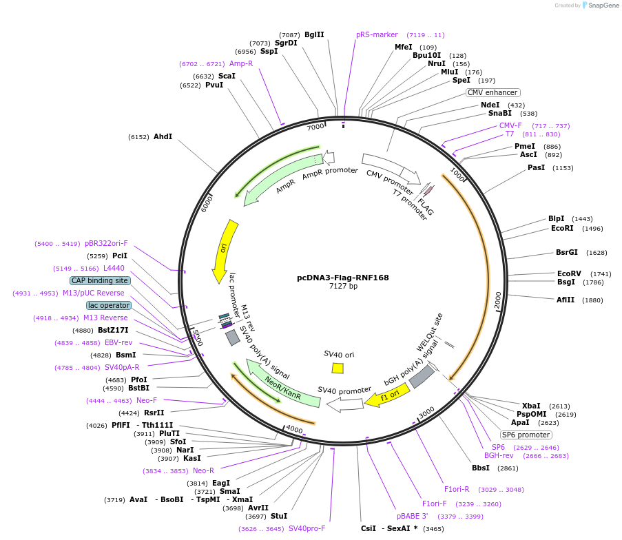 133976-plasmid-map-sequence-id-273741