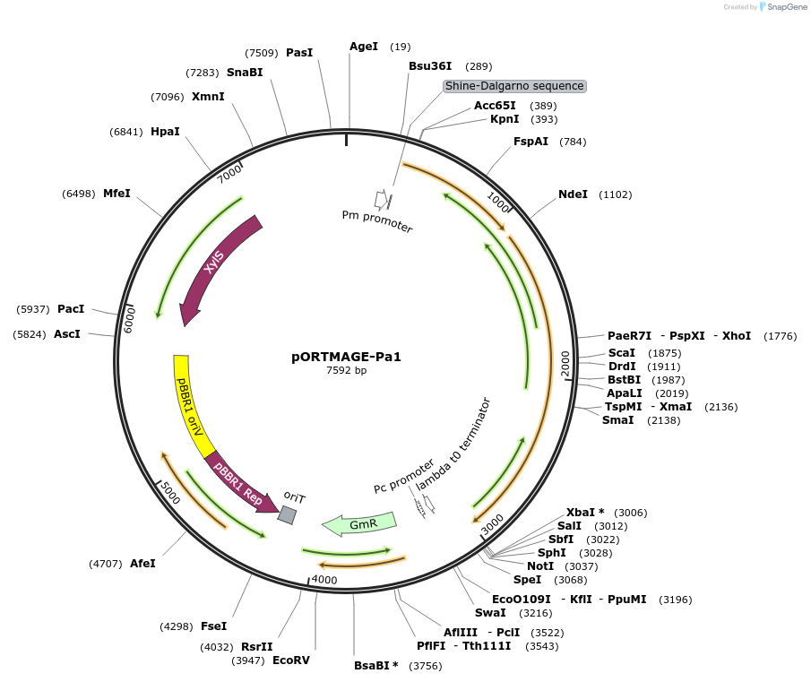 138475-plasmid-map-sequence-id-273744