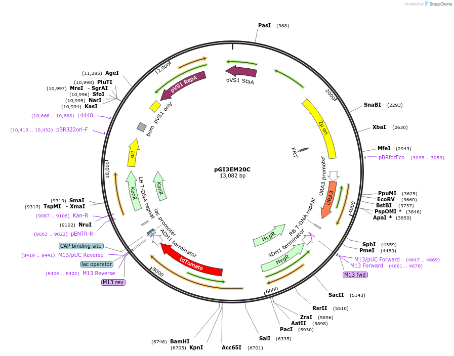135487-plasmid-map-sequence-id-273748