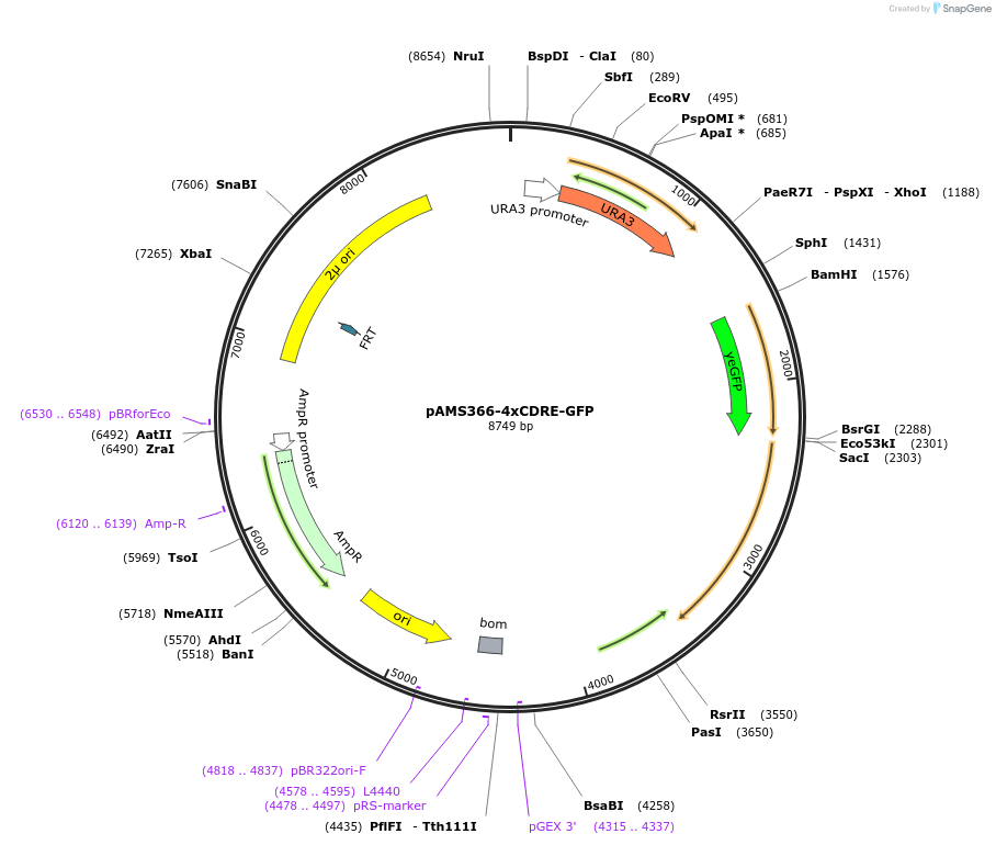 138657-plasmid-map-sequence-id-273749