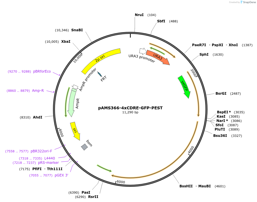 138658-plasmid-map-sequence-id-273751