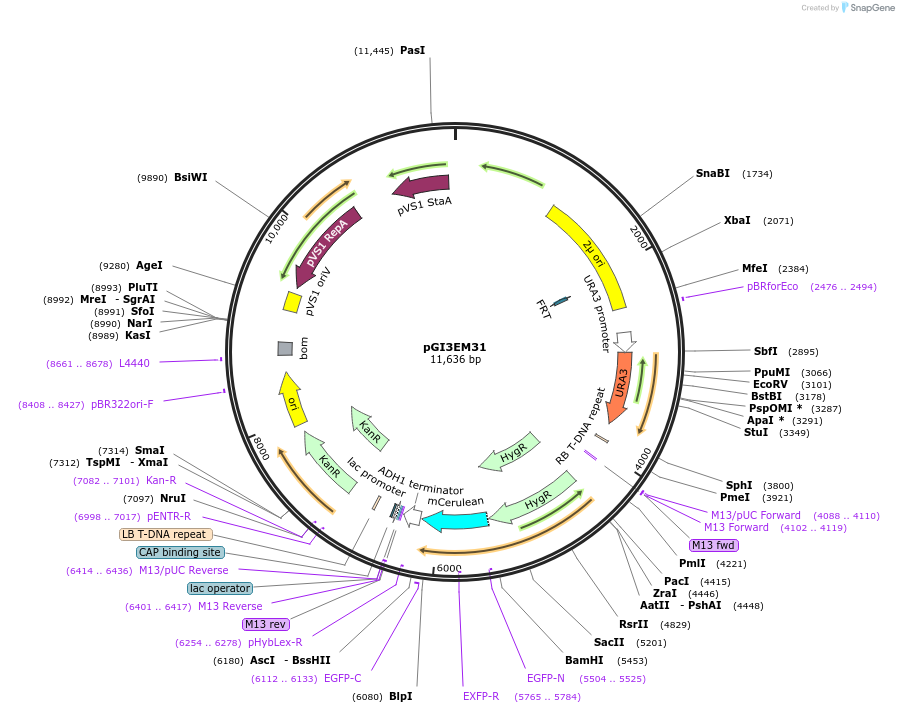 135491-plasmid-map-sequence-id-273752