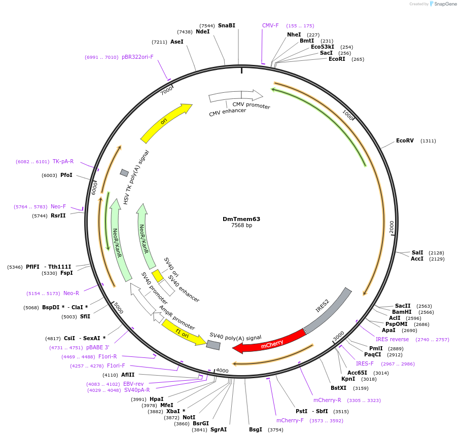 136598-plasmid-map-sequence-id-273753