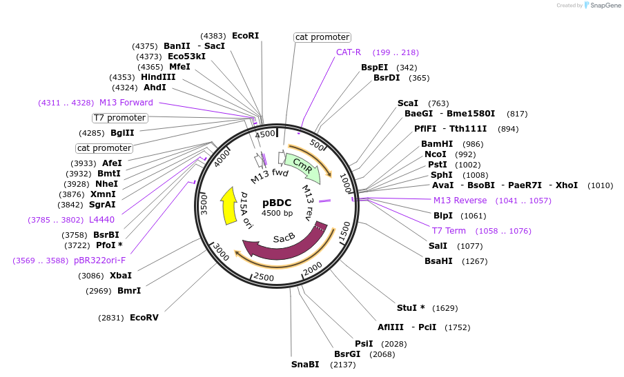135188-plasmid-map-sequence-id-273773