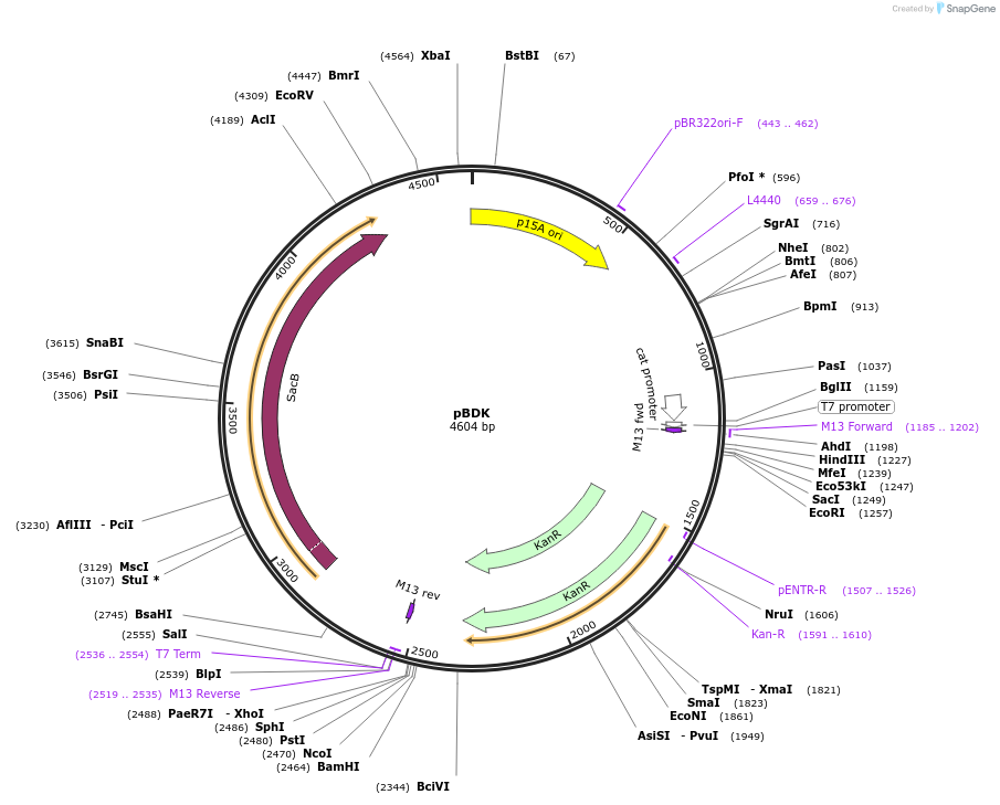 135190-plasmid-map-sequence-id-273774