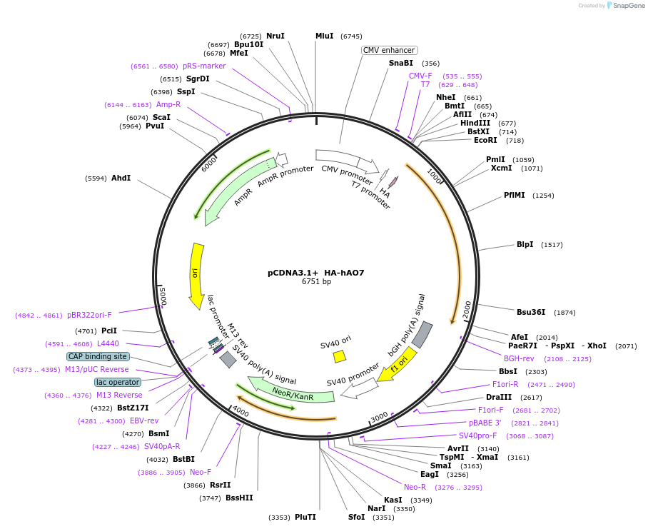 137840-plasmid-map-sequence-id-273785