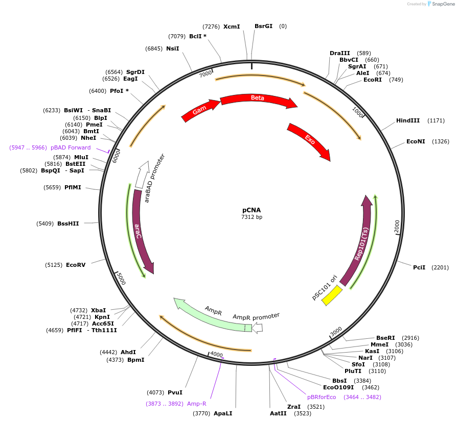 135191-plasmid-map-sequence-id-273788