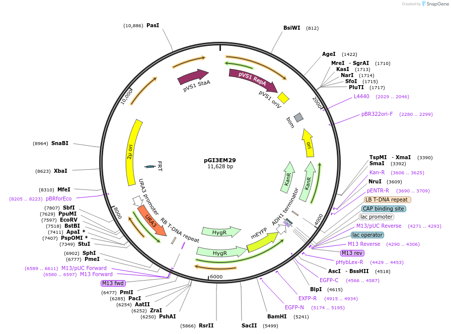 135489-plasmid-map-sequence-id-273793