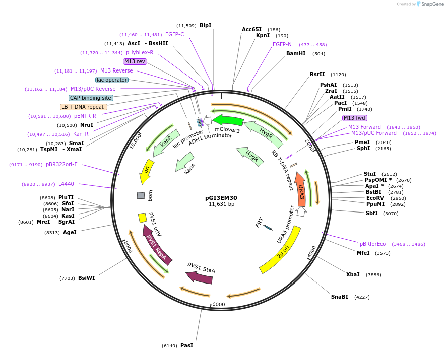 135490-plasmid-map-sequence-id-273794