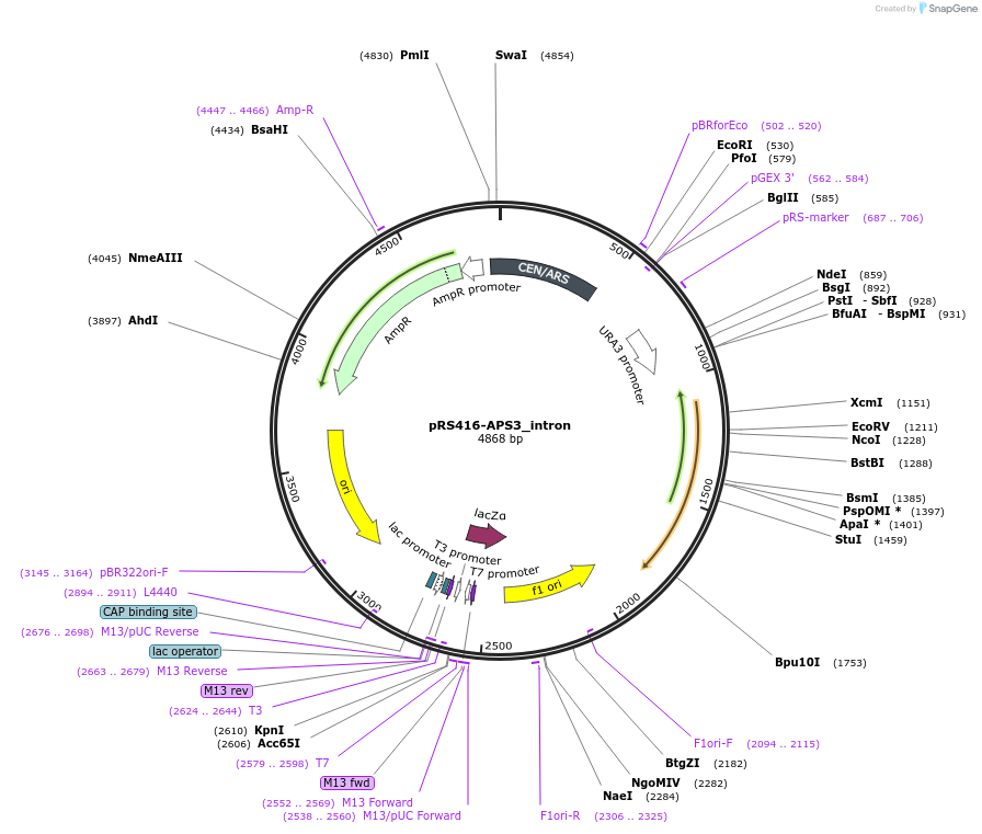 127605-plasmid-map-sequence-id-273866
