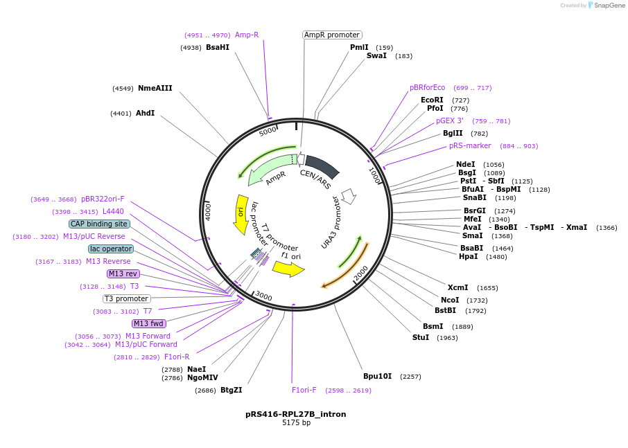 127604-plasmid-map-sequence-id-273868