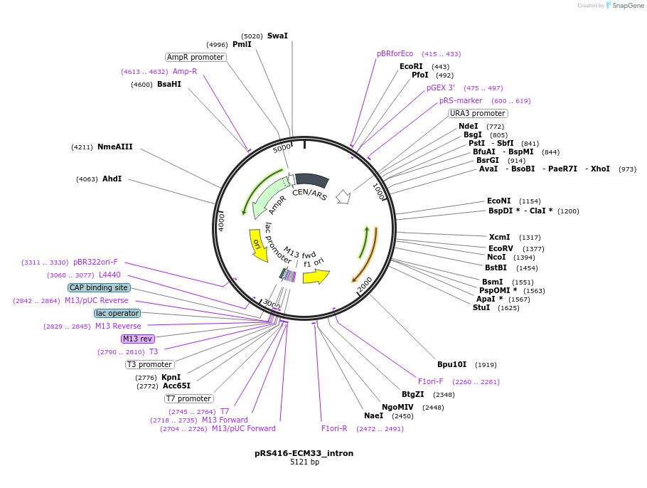 127596-plasmid-map-sequence-id-273869