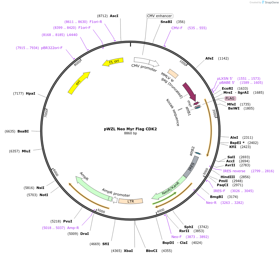 20447-plasmid-map-sequence-id-273879