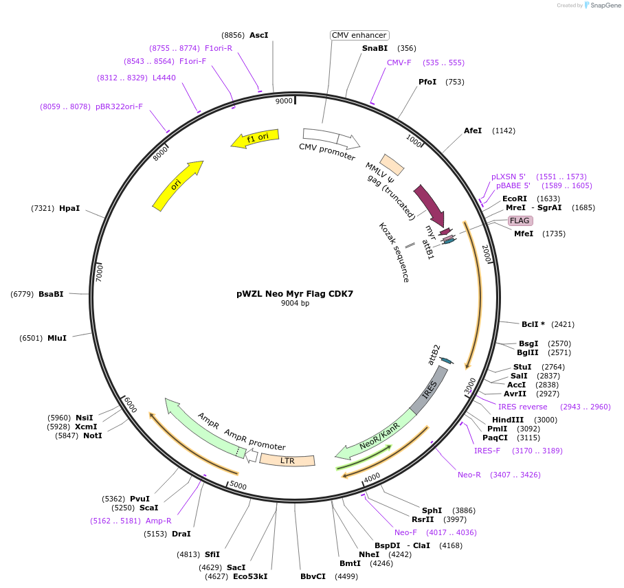 20452-plasmid-map-sequence-id-273880