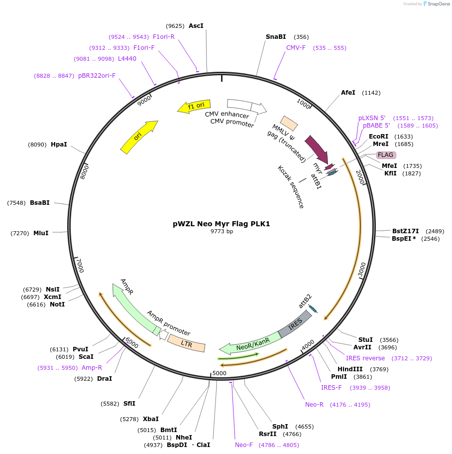 20589-plasmid-map-sequence-id-273881