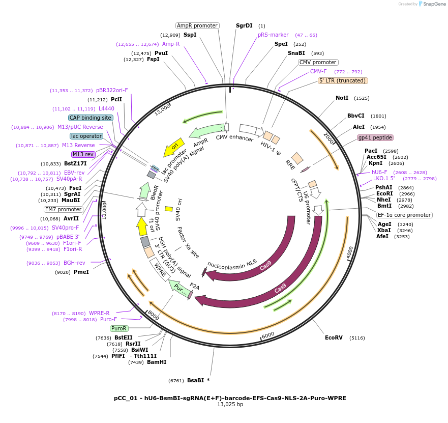 139086-plasmid-map-sequence-id-273882