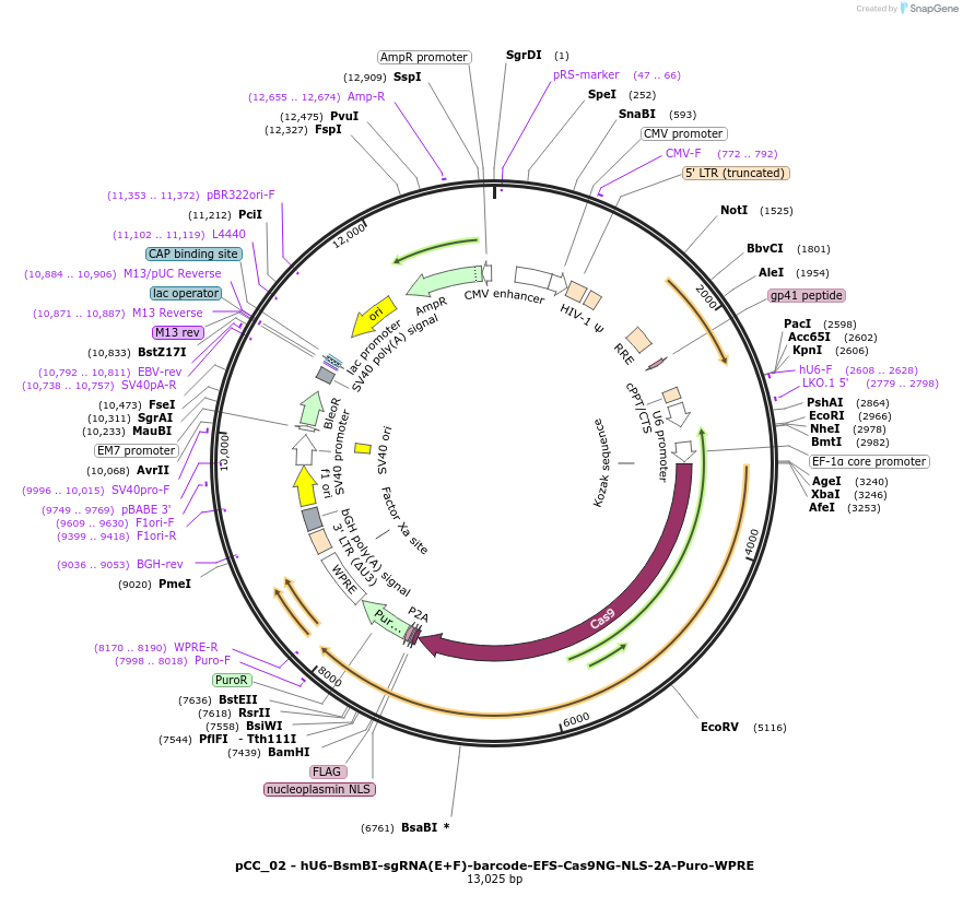 139087-plasmid-map-sequence-id-273883
