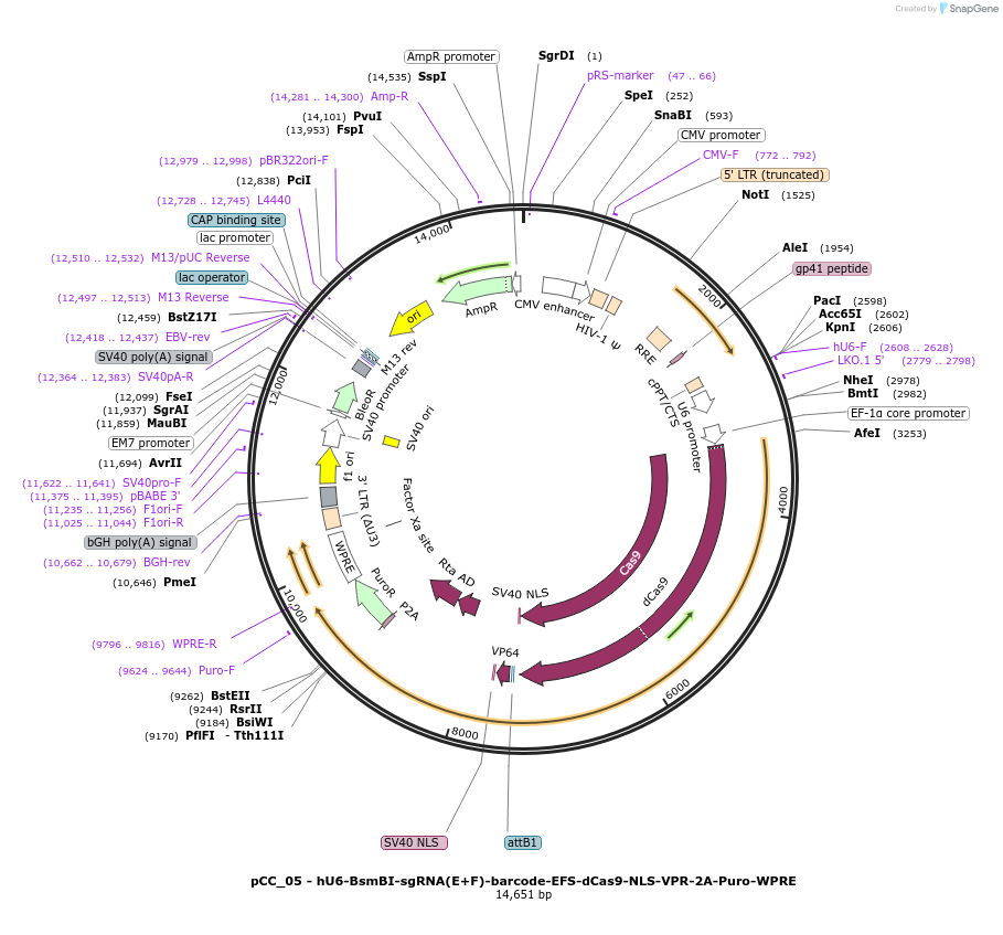 139090-plasmid-map-sequence-id-273886