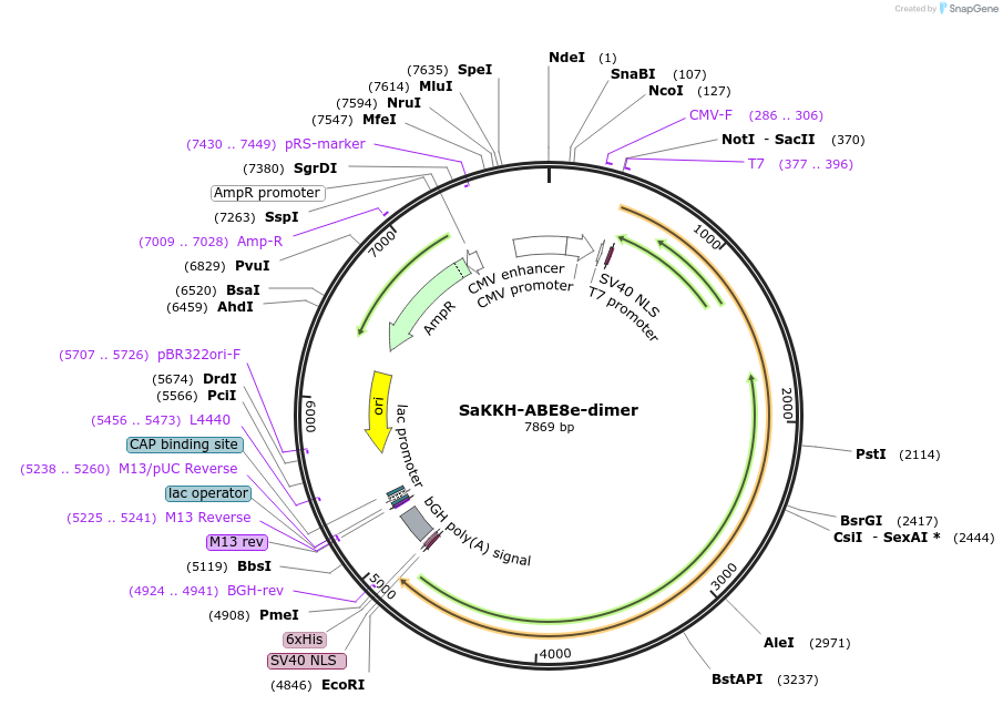 138503-plasmid-map-sequence-id-273887
