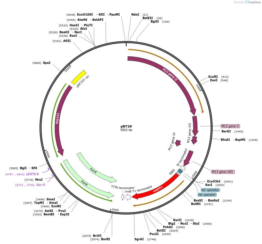 138521-plasmid-map-sequence-id-273893