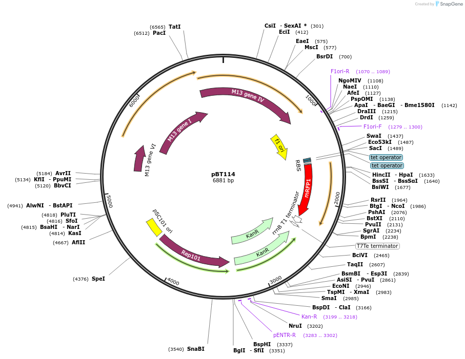 138523-plasmid-map-sequence-id-273895