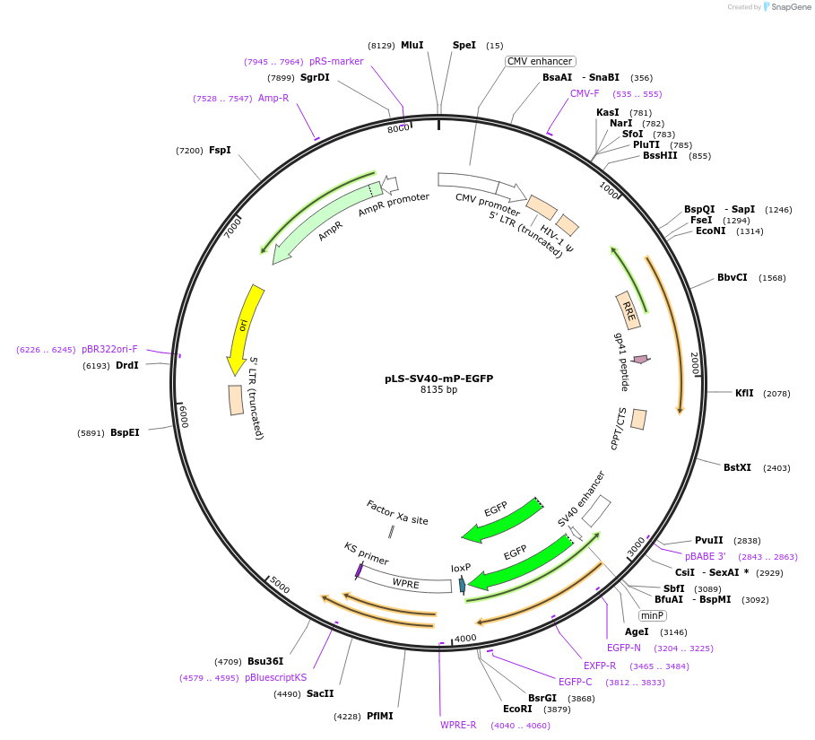 137724-plasmid-map-sequence-id-273898