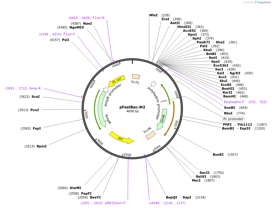 135583-plasmid-map-sequence-id-273904
