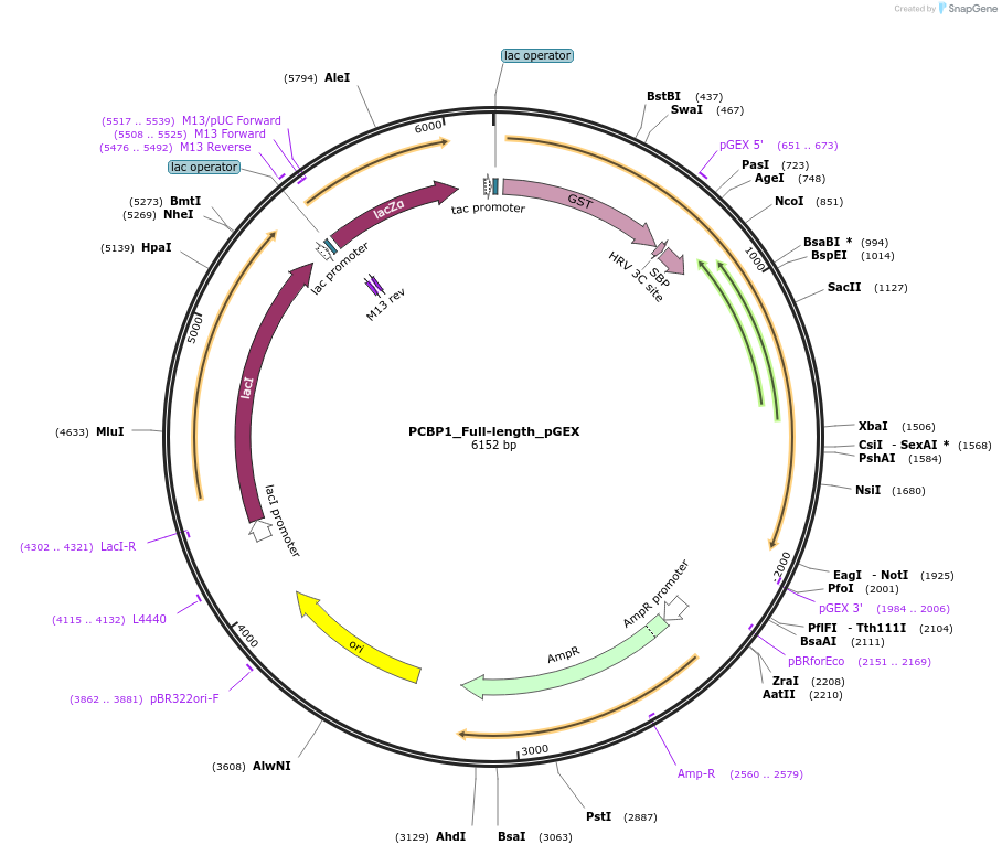 135108-plasmid-map-sequence-id-273905
