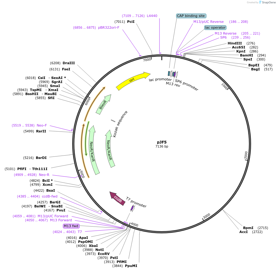 139031-plasmid-map-sequence-id-273915