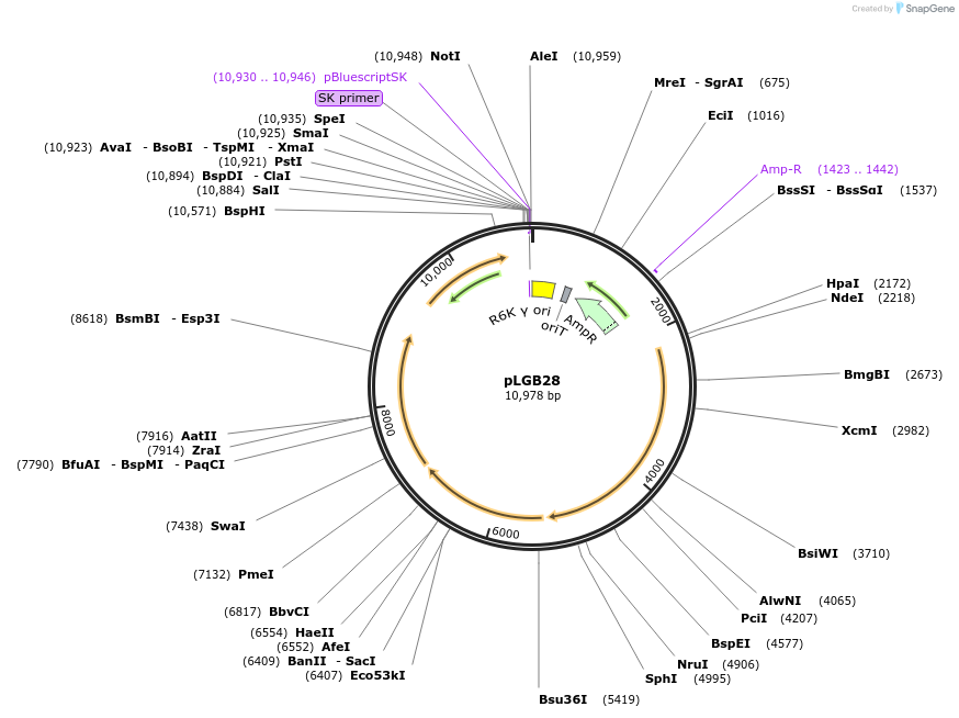 126617-plasmid-map-sequence-id-273919