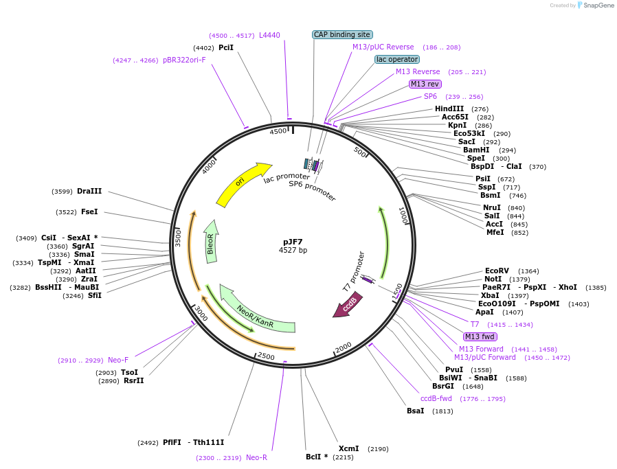 139036-plasmid-map-sequence-id-273920