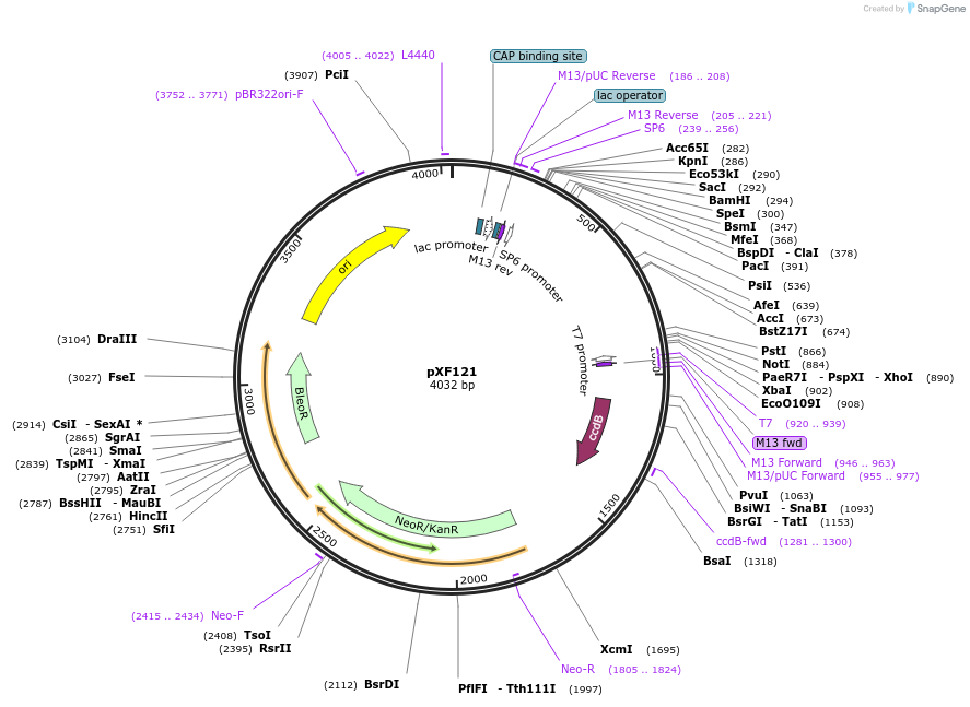 139028-plasmid-map-sequence-id-273929