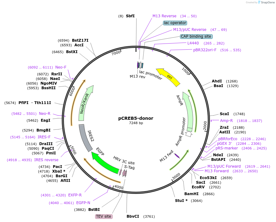132521-plasmid-map-sequence-id-273936
