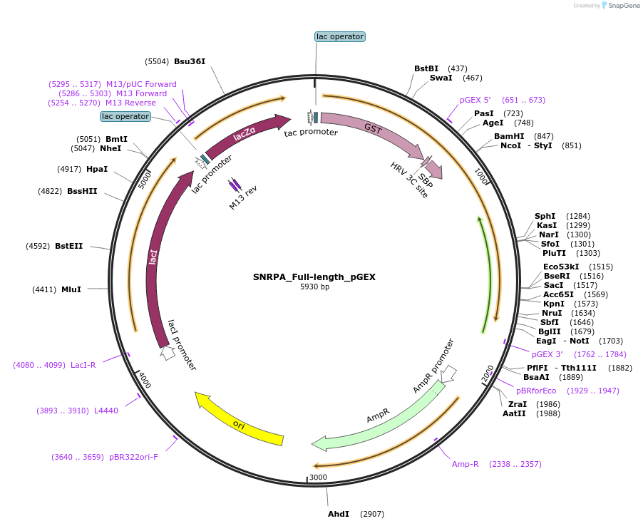 135134-plasmid-map-sequence-id-273978