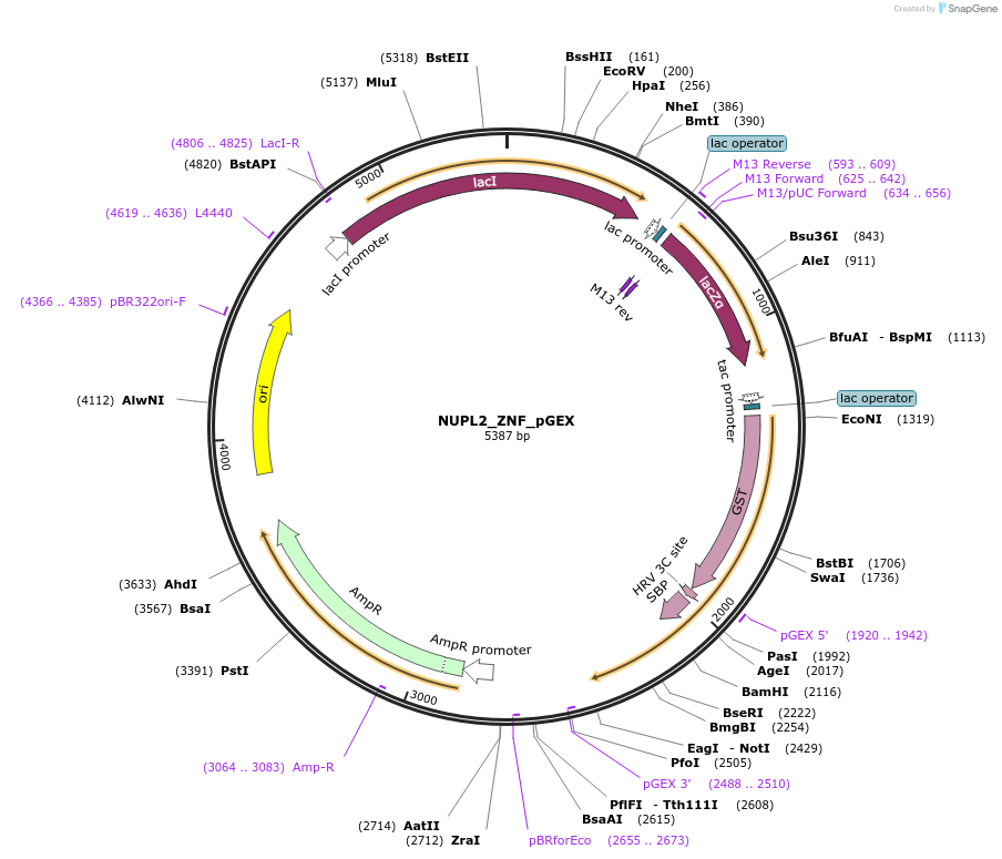 135135-plasmid-map-sequence-id-273997