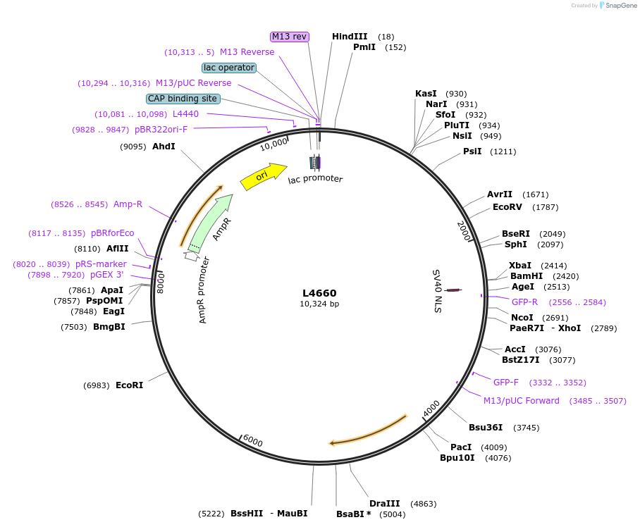 1664-plasmid-map-sequence-id-274