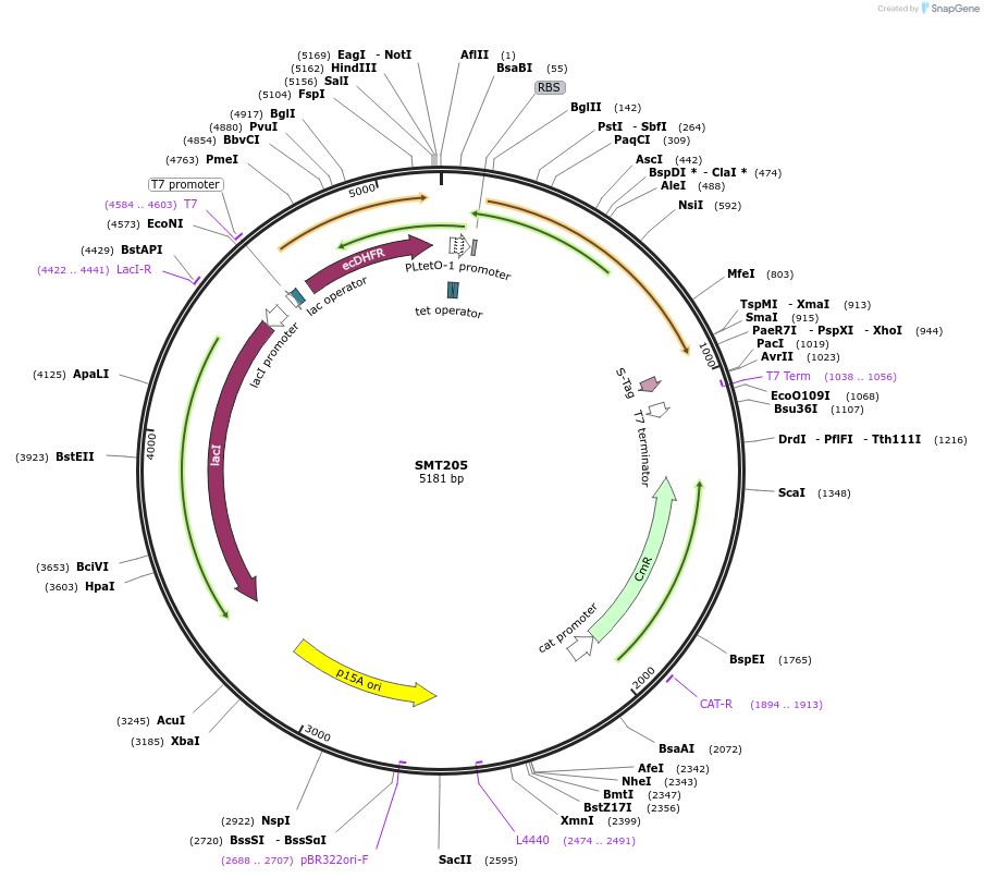 134817-plasmid-map-sequence-id-274011