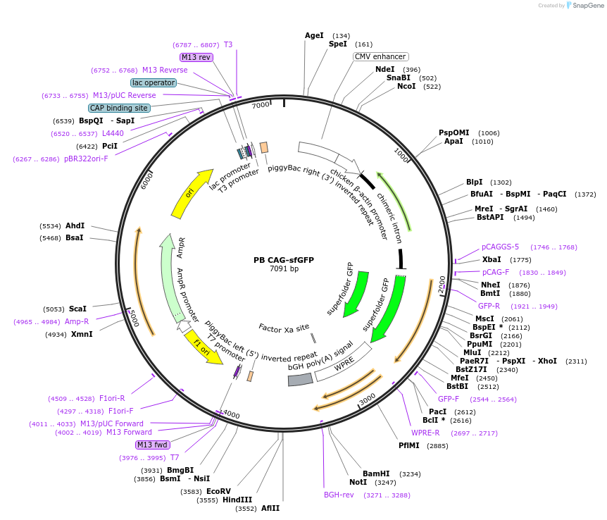 133568-plasmid-map-sequence-id-274027