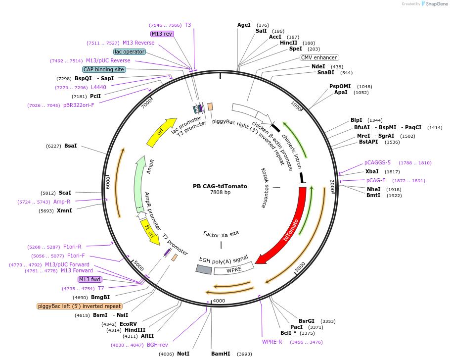 133569-plasmid-map-sequence-id-274028