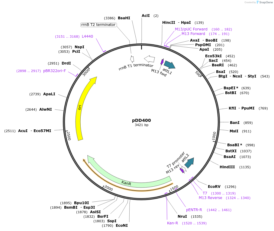 137024-plasmid-map-sequence-id-274031