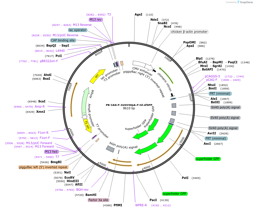 133570-plasmid-map-sequence-id-274033