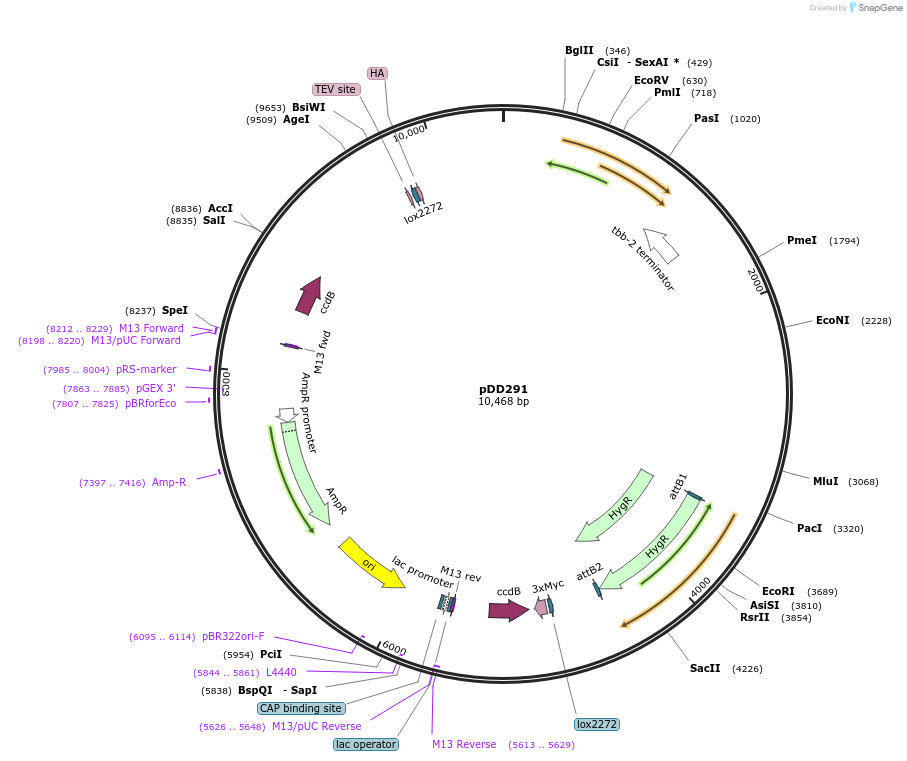 137019-plasmid-map-sequence-id-274037