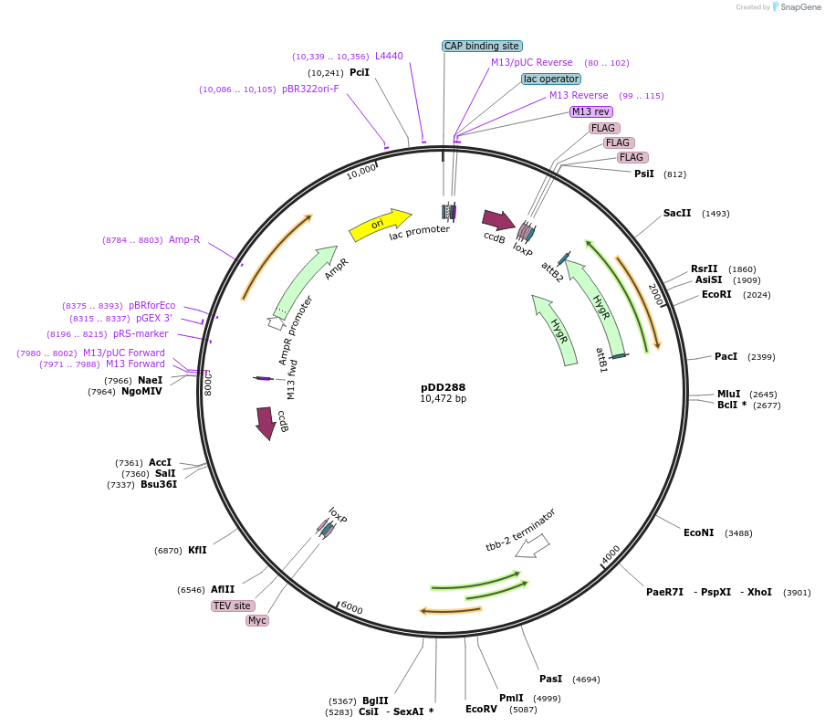 137017-plasmid-map-sequence-id-274039