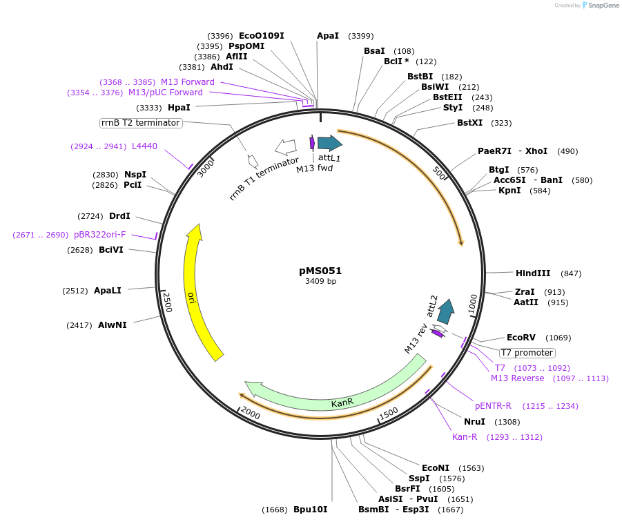 137025-plasmid-map-sequence-id-274042